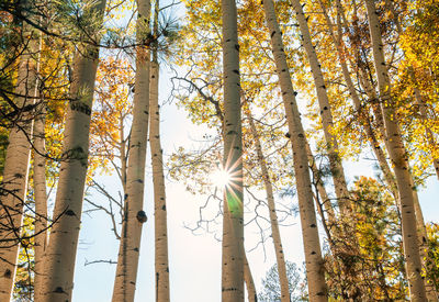 Beautiful quaking aspens backlit with sun star.