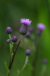 Close-up of flowering plant