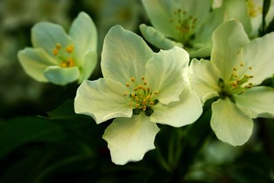 Close-up of white flowering plant