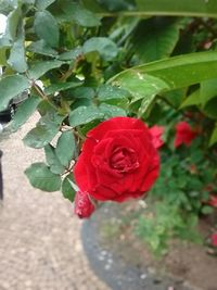 Close-up of red rose