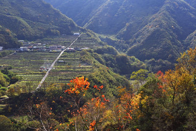 High angle view of trees on landscape