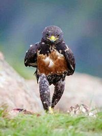 Close-up of eagle perching on water