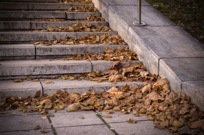 High angle view of steps during autumn