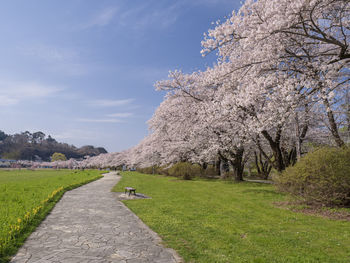 View of cherry blossom trees in field