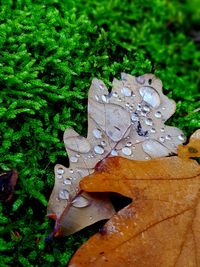 Close-up of raindrops on leaves