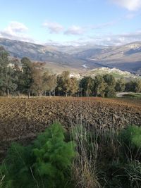 Scenic view of field against sky