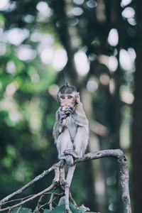 Monkey sitting on tree