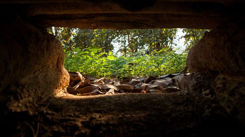 View of lizard in cave in forest