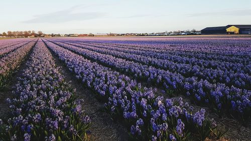 Purple flowering plants on field against sky