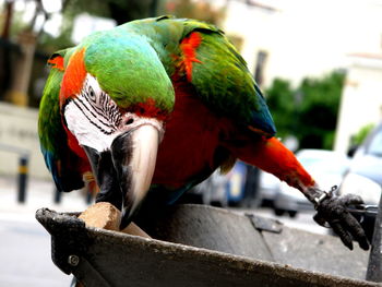 Close-up of parrot perching
