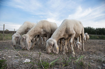 Sheep grazing in a field