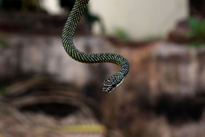 Snakes hang from tree branches