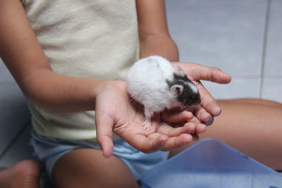 Close up of a child's hand playing with his pet hamster. little pets acting cute. friendly animals