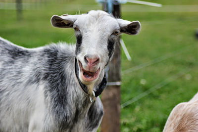 Close-up of cow