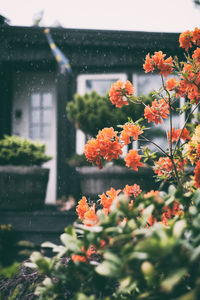 Close-up of orange flowering plant against building