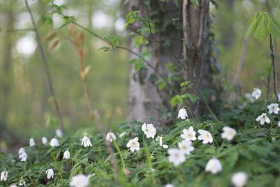 White daisy flowers blooming outdoors