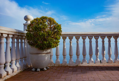 Low angle view of potted plant against sky