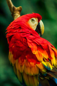 Close-up of a parrot