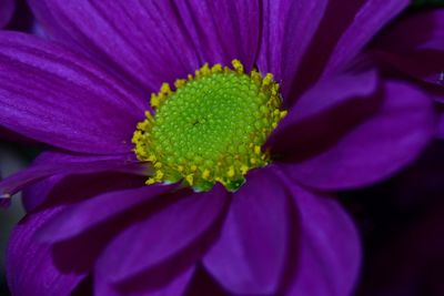 Close-up of fresh purple flower blooming outdoors