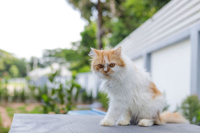 Cat looking away while sitting outdoors