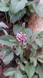 Close-up of various flowers blooming outdoors