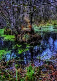 Scenic view of lake in forest