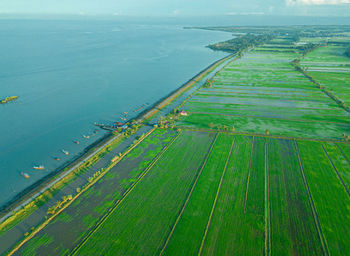 High angle view of agricultural field