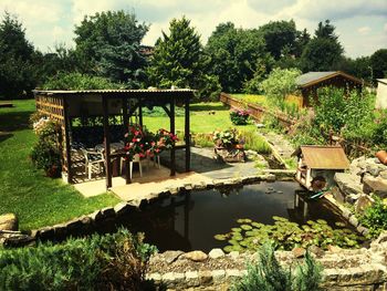 Plants growing on tree