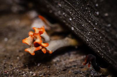 High angle view of mushrooms growing on wood