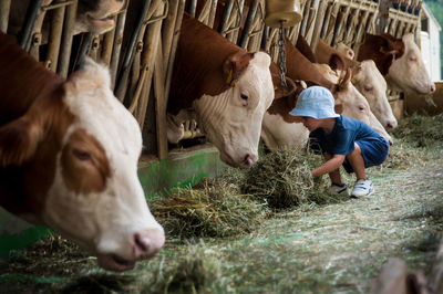 Cows on grass