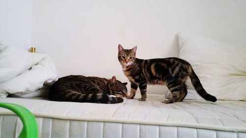 Cats relaxing on bed at home
