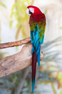 Shot of green blue -winged macaw parrot