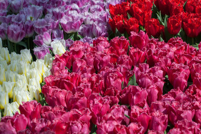 Full frame shot of pink flowering plants