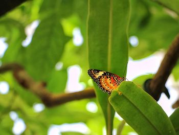 Butterfly on leaves