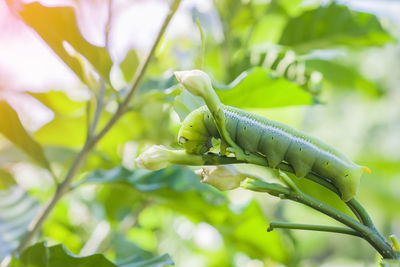 Close-up of green plant