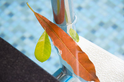 High angle view of maple leaf on water