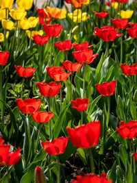 Close-up of red flowering plants on field