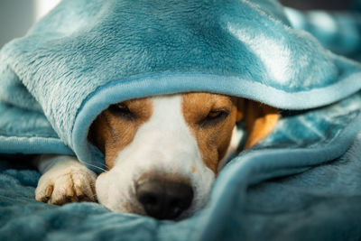 Close-up of dog sleeping on bed under blanket