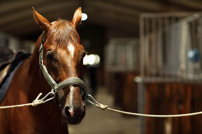 Horse standing outdoors