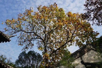 Low angle view of flowering tree against sky