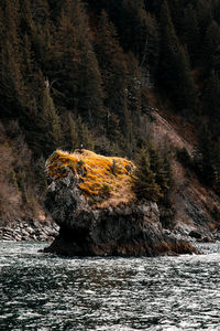 Eagle perched on coastal rocky shore