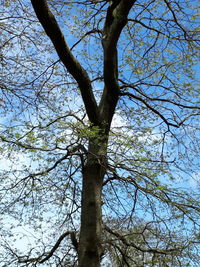 Low angle view of bare tree against sky