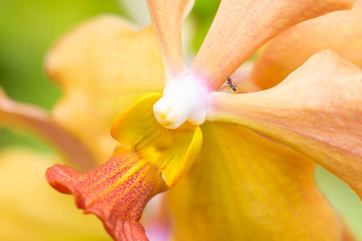 Close-up of yellow flower