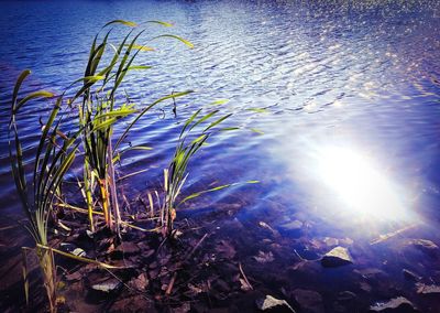 Plants growing by lake during sunny day