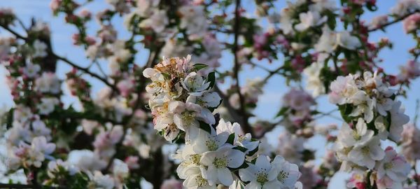 Close-up of white cherry blossom tree