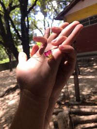 Close-up of woman hand holding plant