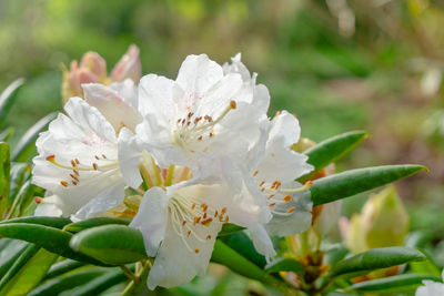 Close-up of white flowering plant