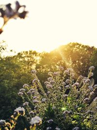 Sun shining through flowers