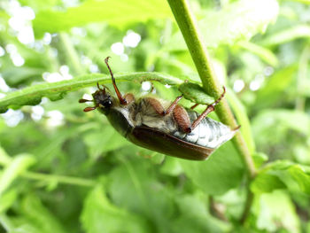 Close-up of butterfly on leaf