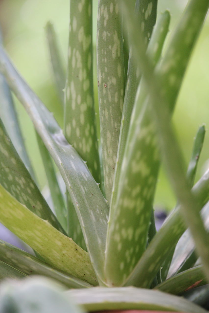 CLOSE-UP OF RAINDROPS ON PLANT LEAVES